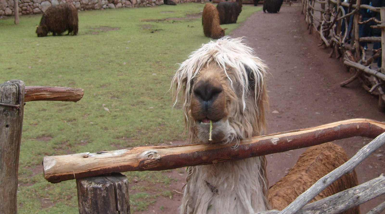 ALPAKKA, pyhä eläin