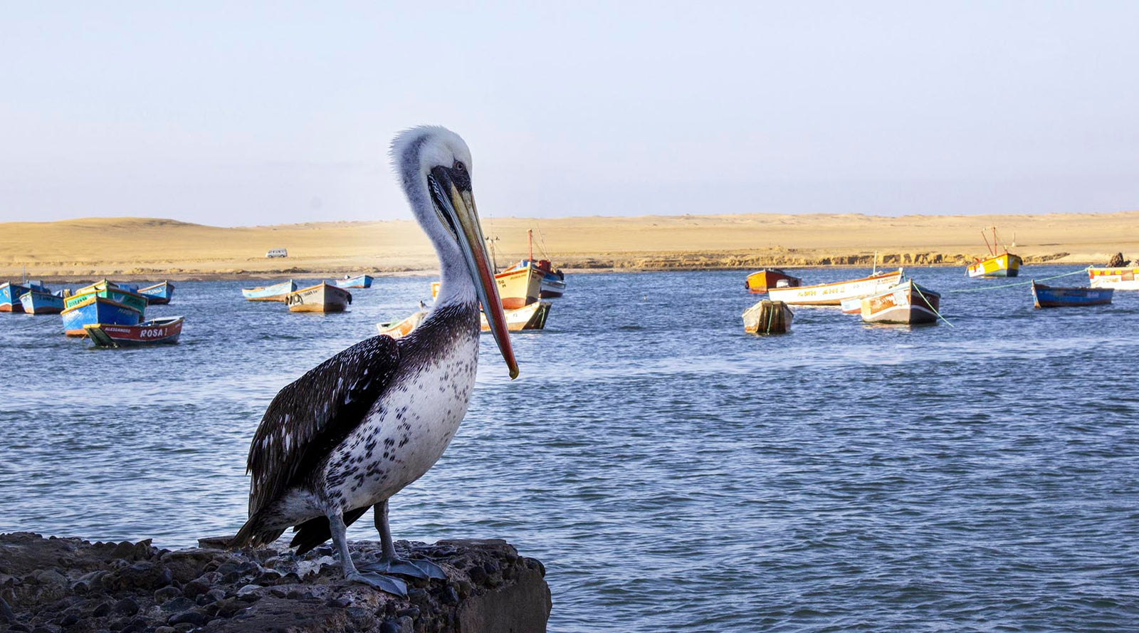PARACAS, merellinen paratiisi